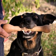 Grand modèle os LeBruno en bois pour chien