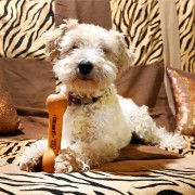 chien avec jouet os en bois